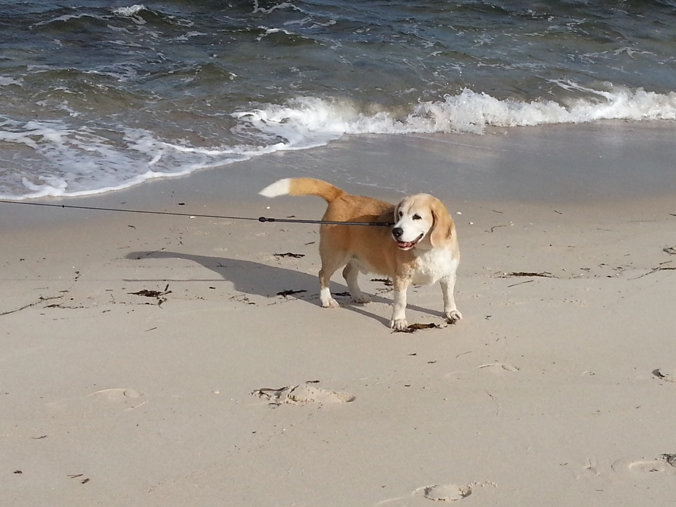 brinkley_american_beagle_beach